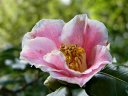 京都府立植物園