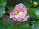 京都府立植物園