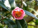 京都府立植物園