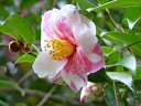 市大附属植物園