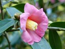 京都府立植物園