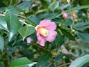 京都府立植物園