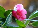 京都府立植物園