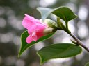 京都府立植物園