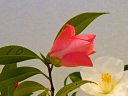 Tulip Time