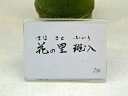 花の里斑入り