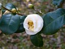 京都府立植物園