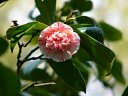 京都府立植物園