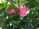 京都府立植物園