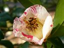 京都府立植物園