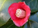 京都府立植物園