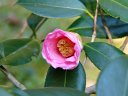 京都府立植物園