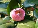 京都府立植物園