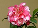 gFn@@d`O炫@@ؐ@`