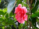 京都府立植物園