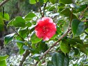 京都府立植物園