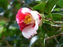 京都府立植物園