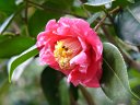 京都府立植物園