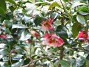 京都府立植物園