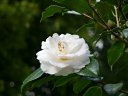 京都府立植物園