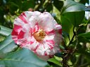 京都府立植物園