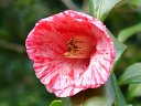 京都府立植物園