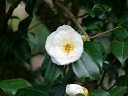 京都府立植物園