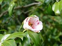 京都府立植物園