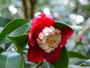 京都府立植物園