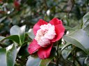 京都府立植物園