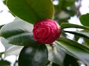 京都府立植物園