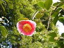 京都府立植物園