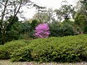 大阪市大植物園