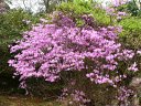 大阪市大植物園