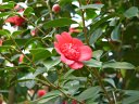 大阪市大植物園