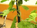 菊の講習会