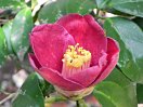 Camellia japonica foa macrocarpa