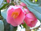 濃桃色　６〜９弁　花径３．５〜４cmの小輪　ラッパ咲き