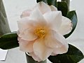 淡桃色で花びらの基部は更に淡い色　八重　蓮華咲き　筒しべ　中〜大輪