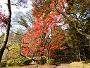 和みの庭