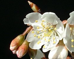 サクランボの花