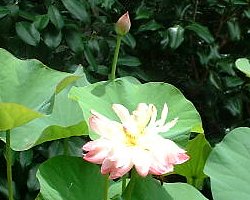 �������@���̌�