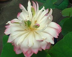 �������@���̌�