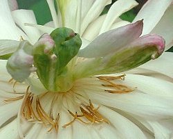 �������@���̌�