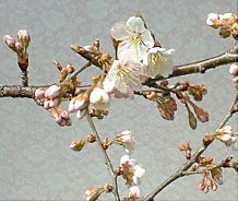 �T�N�����{