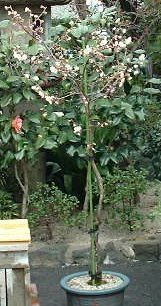 �T�N�����{