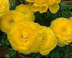 ���i���L�����X