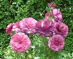 ���i���L�����X