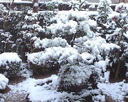雪景色　松の庭