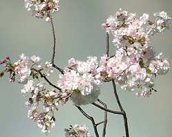 八重桜　鉢植え